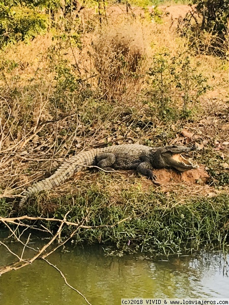 Cocodrilos cerca de Boromo
Bazulé, cerca de Ouagadougou, es el lago de cocodrilos más famoso del país, pero hay varios más a lo largo del país.
