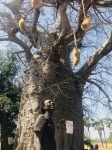 Un baobab
baobab, dice, concretamente, sagrado