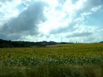 Girasoles en la Toscana.