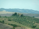 Viñedo en la Toscana.
