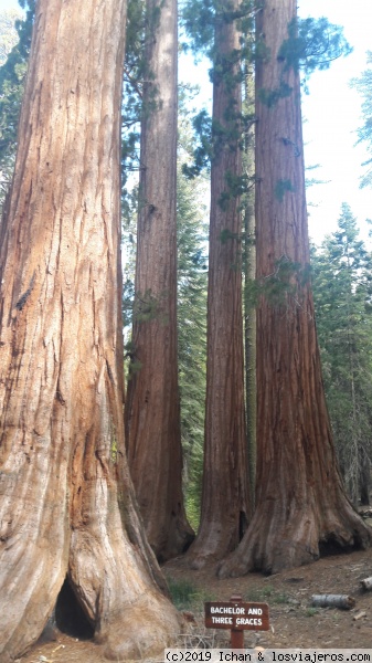 Bachelor & Three Graces
Bachelor & Three Graces  - Mariposa Grove
