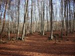 La Fageda d´en Jorda, La Garrotxa ( Olot  )
Fageda, Jorda, Garrotxa, Olot, d´en, llegó, otoño, caida, hojas