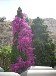 Buganvilla en Taormina ( Sicilia )