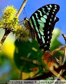 mariposeando
cerca de una charca ,andando por la sabana ,nos encontramos esta mariposa...y poso y todo !!!
