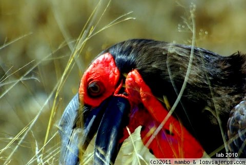 Desayunando
Un hornbill, kruger park
