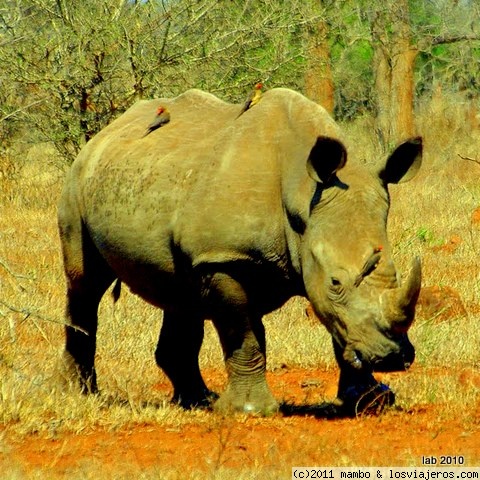 Servicio de limpieza
pajaros limpiadores sobre un rino blanco, en kruger park
