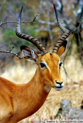 impala de terciopelo
parque kruger
