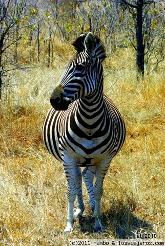 Estoy gorda ....y que !!!
cebra en kruger
