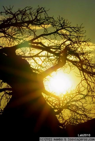 Baobab
kruger park
