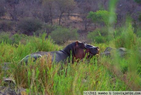 Caballo de rio
Hipopotamo en el kruger park,fuera del agua son peligrosos ,sobre todo si te interpones entre el y su charca ,embiste seguro
