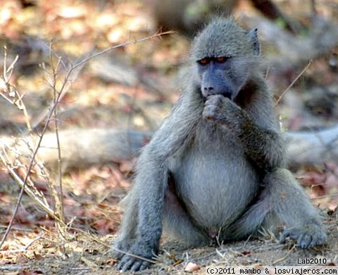 Humano ??
Baboon en kruger park ,mirad el color de los ojos..
