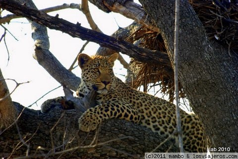 leopardo de guardia !!
leopardo,primera hora de la mañana ,vigilando una charca ,kruger park
