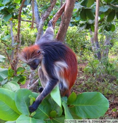 La merienda
Colobo rojo en un bosque de Zanzibar
