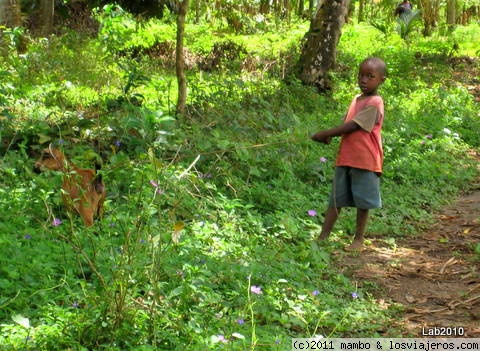 El niño y su cabra
Pueblo cerca de Kizimkazi , en el sur de Zanzibar
