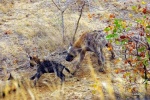 Amor de madre
sudafrica kruger park