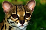 Centro de Reintroducción de Fauna Jaguar: serpientes, monos, felinos y tucanes