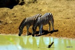 Que se pare el tiempo
sudafrica kruger park