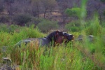 Caballo de rio
sudafrica kruger park