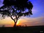 Kruger National Park: de Lower Sabie a Satara