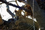 leopardo de guardia !!
sudafrica