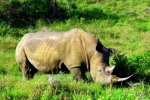 28-11-18. Addo Elephant National Park y llegada a Port Elizabeth.