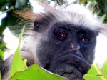 Colobo rojo
tanzania,zanzibar