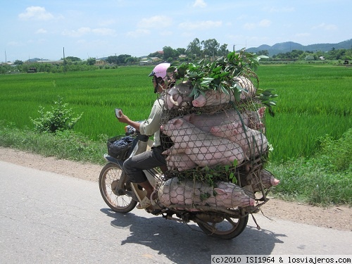 Transporte de animales en Vietnam
Esta foto la tome de camino a Ninh Binh.
