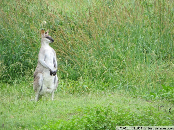 CANGURO
This is Australia!
