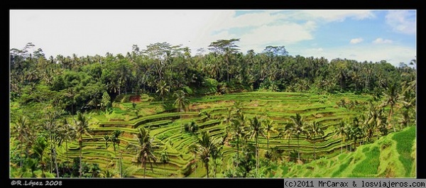 Arrozales en Bali (Paddy field panoramic)
Arrozales en Bali (Paddy field panoramic)
