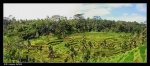 Arrozales en Bali (Paddy field panoramic)
Arrozales, Bali, Paddy, field, panoramic