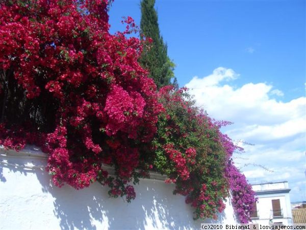 Buganvillas
Flores en la Cuesta del Bailío de Córdoba.
