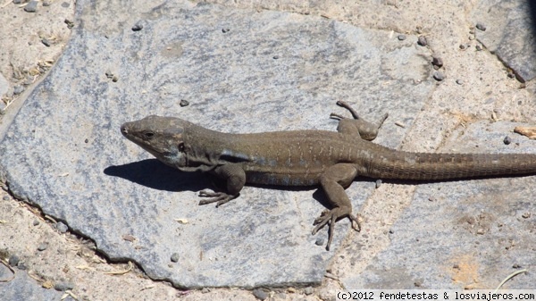 Lagarto canario
Lagarto canario, especie autóctona del archipiélago.
