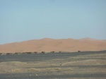 Desierto de Merzouga
Desierto, Merzouga, Chebbi, Marruecos, rebaño, camellos, fondo, dunas