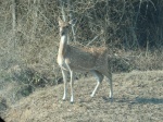 Bambi - Bandipur, Sur de India
Bambi, Bandipur, India, Cervatillo, junto, carretera, atraviesa, parque