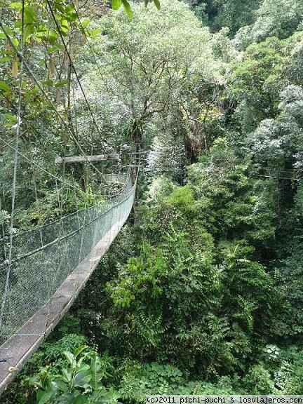 Actividad de Canopy Walk en Gunung Mulu.
Una de las actividades que se pueden realizar en el Parque Nacional de Gunung Mulu es el paseo por el canopy. Son unas pasarelas que unen árboles y desde donde se puede disfrutar del rain forest desde lo alto. No apto para sensibles al vértigo.
