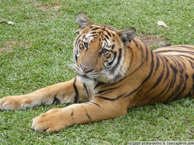 Foro de Tigres: Tigre en Chiang Mai (Tiger Kingdom)