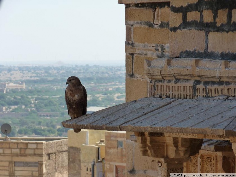 Viajar a  India: Castillos - Halcón en el Maharajá Mahal de Jaisalmer (Castillos)