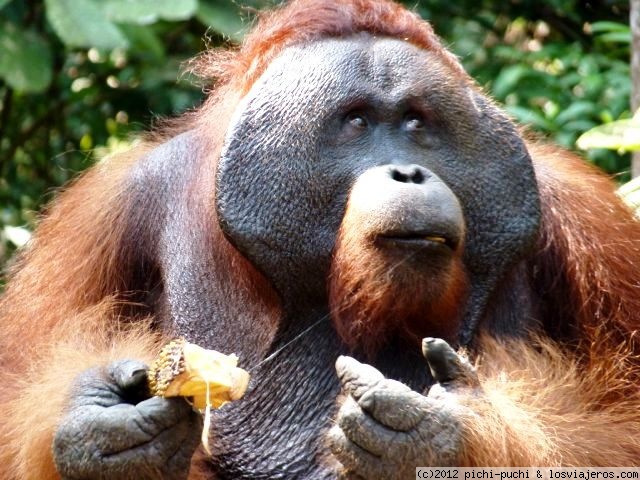 Opiniones Kalimantan Oriental en Sudeste Asiático: MACHO DOMINANTE CAMP2 TANJUNG PUTING (KALIMANTAN)