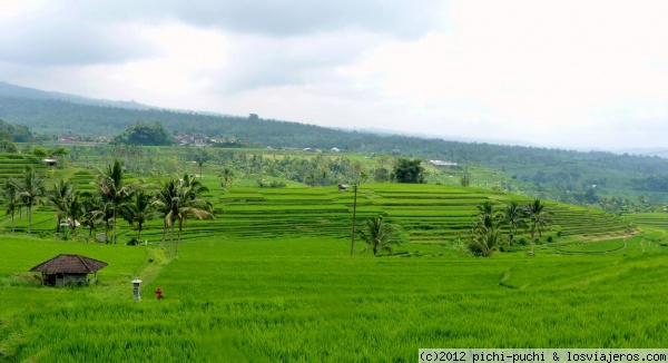 ARROZALES JATILUWIH- BALI
Tipicos arrozales en terrazas en Jatiluwih- Tabanan- Bali
