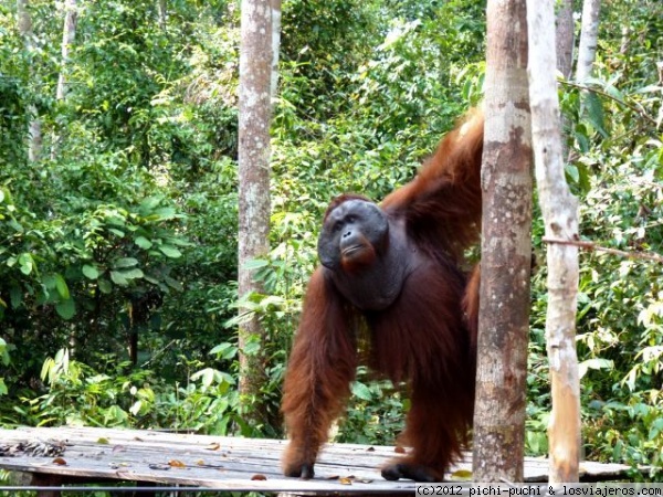 MACHO DOMINANTE CAMP2 TANJUNG PUTING (KALIMANTAN)
Macho dominante en el Campo 2 en el Parque Nacional Tanjung Puting en el Borneo indonesio.
