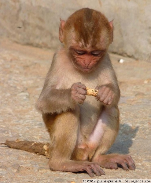 Cria de macaco en el Templo de los Monos- Galta
Cria de macaco en el Templo de los Monos- Galta
