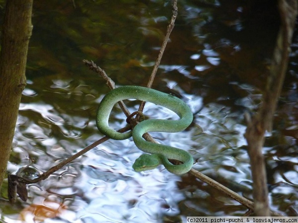 Serpiente en Bako NP ( Borneo)
Esta serpiente la vimos en un árbol en el Parque Nacional de Bako, Sarawak ( Borneo)
