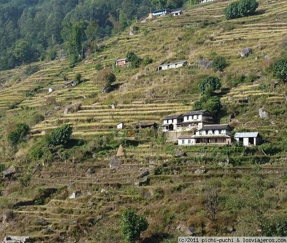 Arrozales en Ghandruk
Paisajes de arrozales en los alrededores de Ghandruk, pueblo de la étnia gurung.
