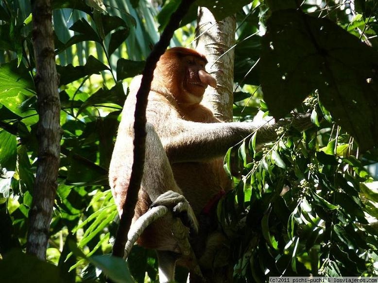 Forum of Kuching in Sudeste Asiático: Mono Probiscis en Bako National Park