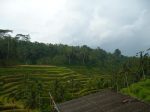 Arrozales en Bali
bali arrozales