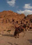 Camellero delante de las Tumbas Reales ( Petra)