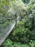 Actividad de Canopy Walk en Gunung Mulu.