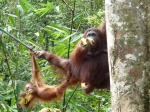 Orangutanes en el Centro de Recuperación de Semenggoh (Sarawak, Borneo)