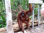 ORANGUTANES EN TANJUNG PUTING (KALIMANTAN)