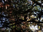 Langur cerca de Tadapani ( Nepal)
langur tadapani nepal